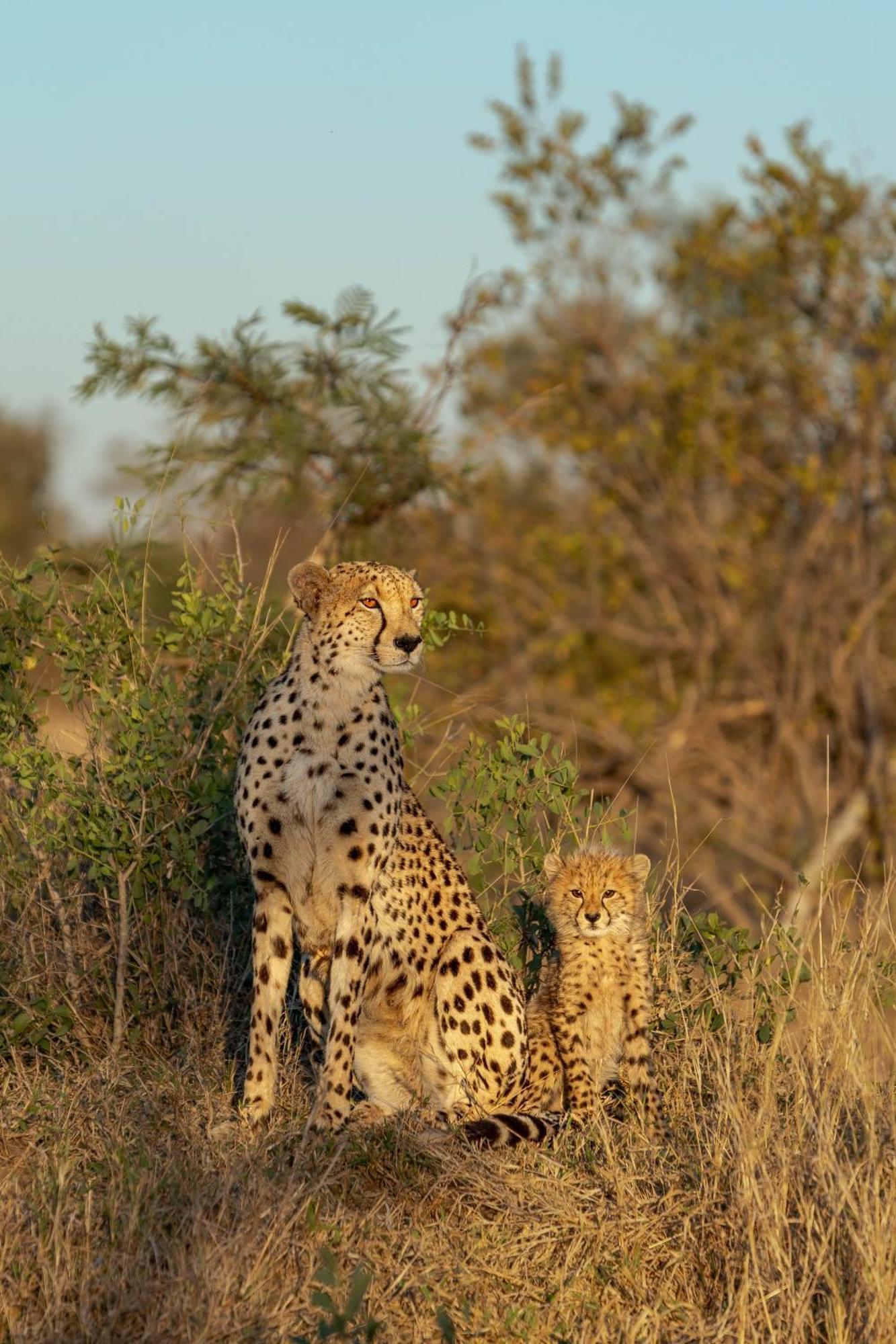 Buffelshoek Tented Camp Rizab Memburu Manyeleti Luaran gambar