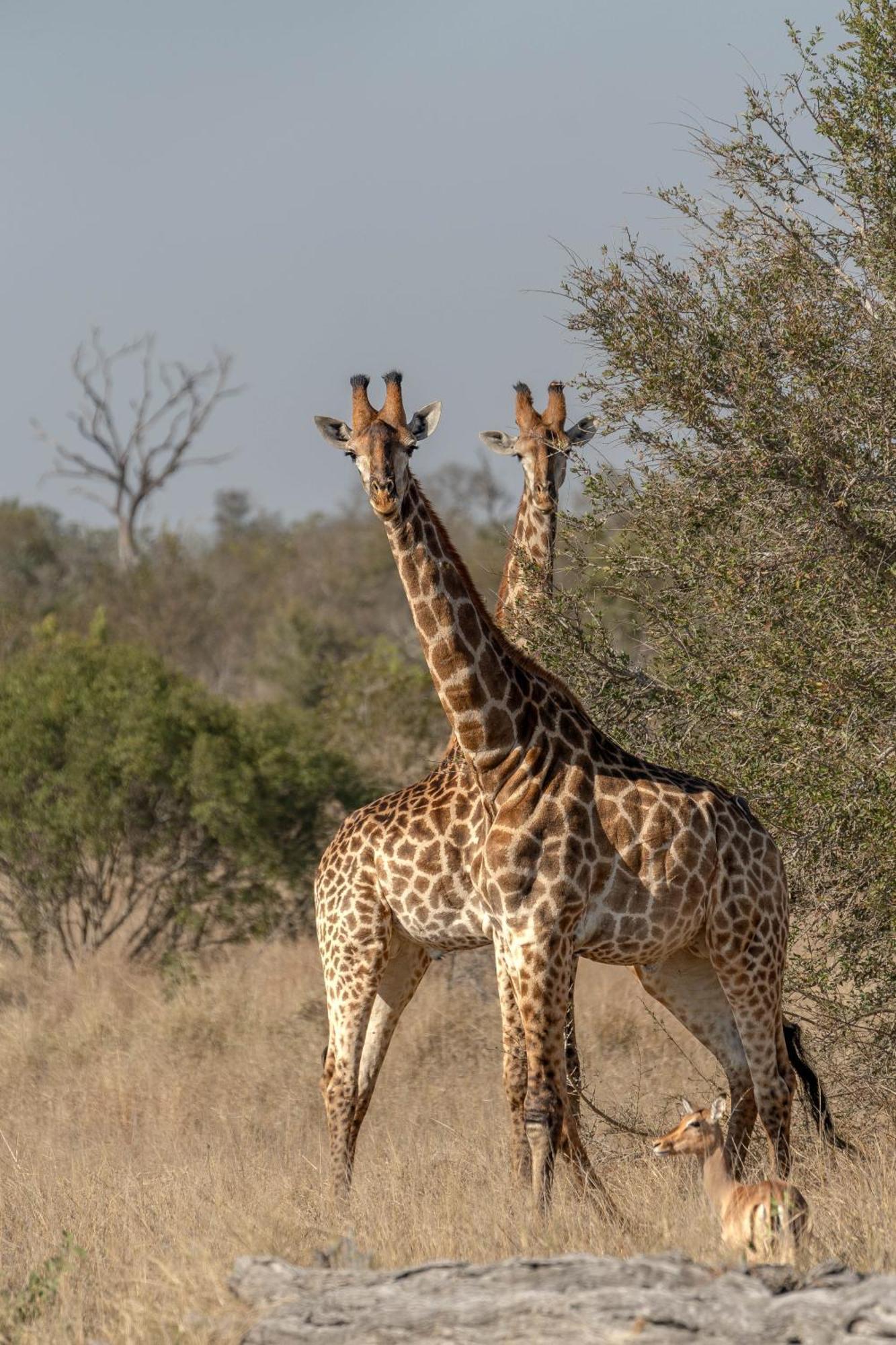 Buffelshoek Tented Camp Rizab Memburu Manyeleti Luaran gambar
