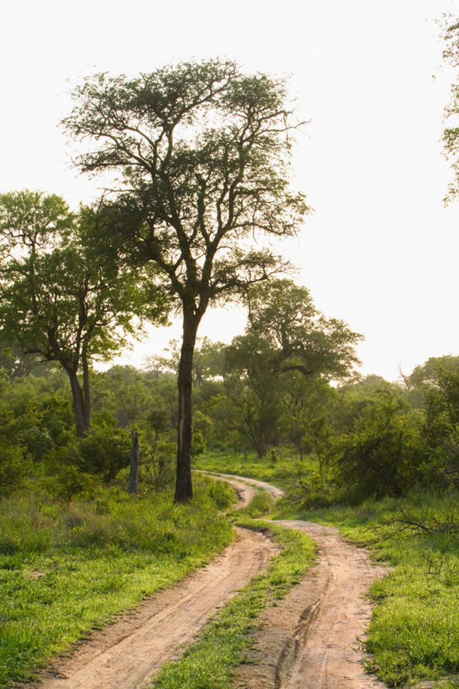 Buffelshoek Tented Camp Rizab Memburu Manyeleti Luaran gambar